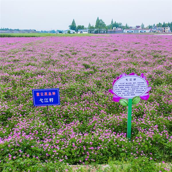 弋江籽