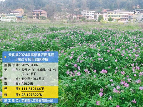 安化县2024年高标准农田建设土壤改良项目绿肥种植