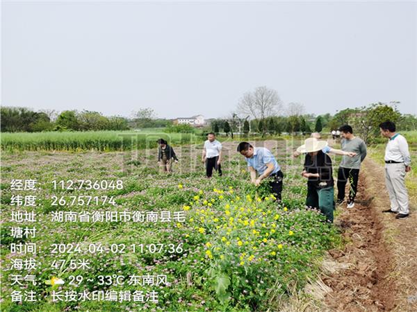 衡南县2024年花费减量绿肥种植现场验收